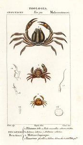 Brystkrabbe, Pilumnus hirtellus 1, lyseblå soldatkrabbe, Mictyris longicarpus 2, ertekrabbe, Pinnotheres pisum 3 av Corsi Corsi