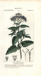 Sommerfugltåke, Ageratum corymbosum av Corsi Corsi