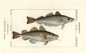 Torskefisk, Gadus morhua, Baccala 1 og hvitting, Merlangius merlangus, Merlango comune 2 av Corsi Corsi