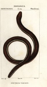 Vanlig gulbåndet caecilian, Ichthyophis glutinosus av Corsi Corsi