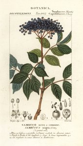 Europeisk svart hyllebær, Sambucus nigra, svart eller vanlig hyllebær av Corsi Corsi
