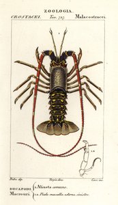 Europeisk pigghummer, Palinurus elephas av Corsi Corsi