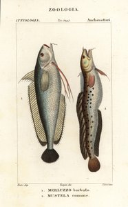 Gaffelskjegg, Phycis phycis 1 og femskjegg rockling, Ciliata mustela av Corsi Corsi