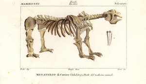 Fossilt skjelett av den gigantiske bakken dovendyr, Megatherium americanum