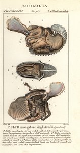 Større argonautblekksprut, Argonauta argo