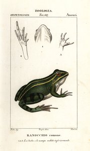 Grønn frosk, Pelophylax kl esculentus av Corsi Corsi