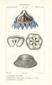 Hjelmmaneter, Periphylla periphylla 1, Phorcynia cudonoidea 2 og Eulimene ciclophylla 3