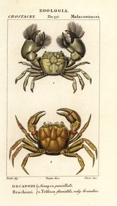 Hemigrapsus penicillatus og Potamon fluviatile av Corsi Corsi