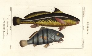 Karut croaker, Johnius carutta, Ionio carutta 1 og svart tromme, Pogonias cromis, Pogonias fasciatus, Pogonia fasciato 2 av Corsi Corsi