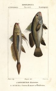 Longtail croaker, Lonchurus lanceolatus 1 og mager, craaker, steinbass, shadefish, Argyrosomus regius 2 av Corsi Corsi