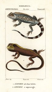 Lyreshead øgle, Lyriocephalus scutatus 1 og dykkerøgle eller mophead leguan, Uranoscodon superciliosus 2 av Corsi Corsi