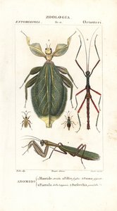 Mantis, bladinsekt, pinneinsekt, etc av Corsi Corsi