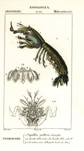Mantis-reker, Gonodactylus chiragra av Corsi Corsi
