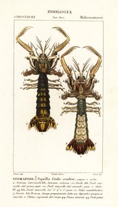 Mantis-reker, Lysiosquilla scabricauda av Corsi Corsi