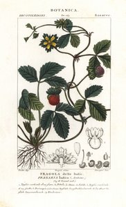 Hånt jordbær, Potentilla indica av Corsi Corsi