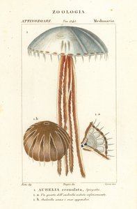 Månemaneter, Aurelia crenulata av Corsi Corsi