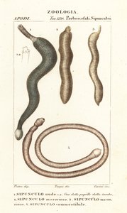 Peanøttormer, Sipunculus nudus 1, Siphonosoma cumanense 4 osv. av Corsi Corsi