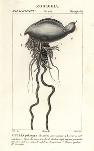 Portugisisk krigsmann, Physalia physalis av Corsi Corsi