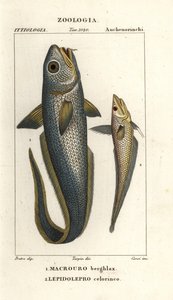 Roughhead grenadier eller løk-øye grenadier, Macrourus berglax 1 og hulsnout grenadier, Coelorhynchus caelorhincus (Lepidoleprus coelorhynchus) 2
