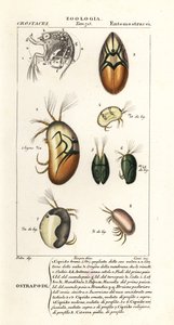 Arter av ostracoder av Corsi Corsi