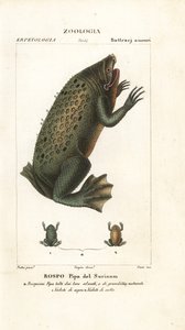 Surinam padde, Pipa pipa