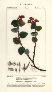 Tebær, Gaultheria domingensis av Corsi Corsi