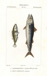 Tre-pigget pinnerygg og atlantisk makrell av Corsi Corsi