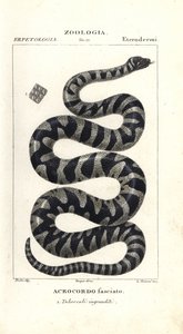 Vorteslange eller liten filslange, Acrochordus granulatus av Corsi Corsi
