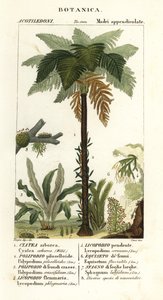 Vestindisk trebregne, Cyathea arborea, vinbregne, Microgramma piloselloides 2, grasiøs bregne, Niphidium crassifolium 3, grov duskbregne, Huperzia phlegmaria 4, staghorn clubmoss, Lycopodiella cernua 5, vann kjerringrokk av Corsi Corsi