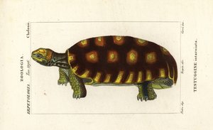 Gulfotskilpadde eller brasiliansk kjempeskilpadde, Chelonoidis denticulatus Testudo tabulata Testuginne intarsiata av Corsi Corsi