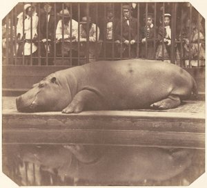 Flodhest ved Zoological Gardens, Regent