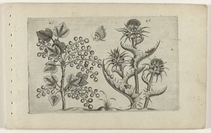 Aalbes og Mariadistel Know the Lilies (serietittel) av Crispijn van de Passe (I) (attributed to)