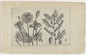 Tagetes og kikerter Cognoscite lilia (serietittel) av Crispijn van de Passe (I) (attributed to)