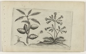 Amandelboom en gulden nøkkelbloem Know the Lilies (serietittel) av Crispijn van de Passe (I) (attributed to)