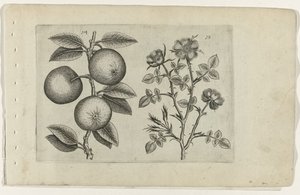Eple og hunderose Cognoscite lilia (serietittel) av Crispijn van de Passe (I) (attributed to)