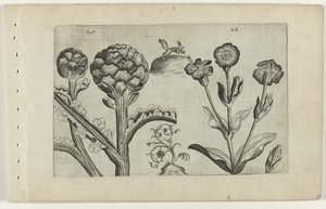 Artisjok en prikneus Kjenn liljen (serietittel) av Crispijn van de Passe (I) (attributed to)