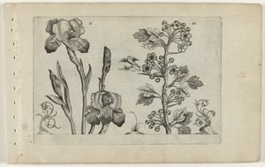 Bardiris og coralmeidoorn Cognoscite Lily (serietittel) av Crispijn van de Passe (I) (attributed to)
