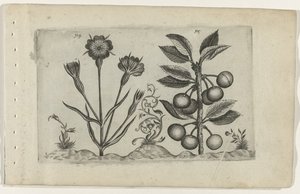 Bolderik en zure kers Know the Lilies (serietittel) av Crispijn van de Passe (I) (attributed to)