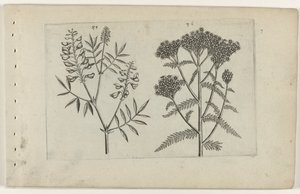 Boswikke en tuizendblad Know the Lilies (serietittel) av Crispijn van de Passe (I) (attributed to)