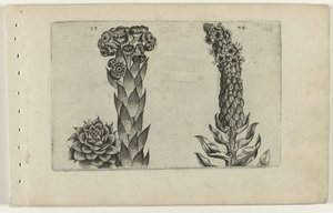 Thunderblade og mullein Cognoscite lilia (serietittel) av Crispijn van de Passe (I) (attributed to)