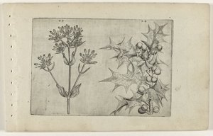 Centaury(?) og Holly Cognoscite lilia (serietittel) av Crispijn van de Passe (I) (attributed to)