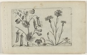 Erwt en korenbloem Know the Lilies (serietittel) av Crispijn van de Passe (I) (attributed to)
