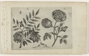 Es en roos Know the lilies (serietittel)