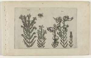 Vanlig lynghei og kostebusk Cognoscite lilia (serietittel) av Crispijn van de Passe (I) (attributed to)
