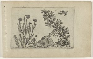 Gewone kamille en zuurbes Know the Lilies (serietittel) av Crispijn van de Passe (I) (attributed to)