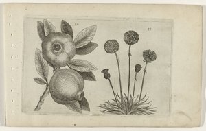 Granaatappel en Engelsk gras Know the Lilies (serietittel) av Crispijn van de Passe (I) (attributed to)