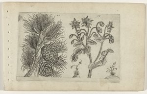 Grove den en bernagie Know the Lilies (serietittel) av Crispijn van de Passe (I) (attributed to)