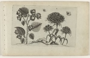 Hazel og Sweet William Cognoscite lilia (serietittel) av Crispijn van de Passe (I) (attributed to)