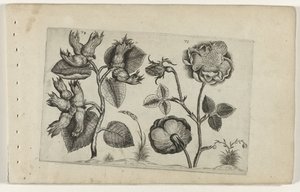 Hazelaar i roser Cognoscite Lily (serietittel) av Crispijn van de Passe (I) (attributed to)