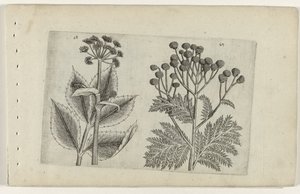 Hertswortel en boerenwormkruid Know the Lilies (serietittel) av Crispijn van de Passe (I) (attributed to)